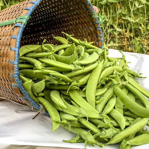 Pea Sugar Snap Cascadia
